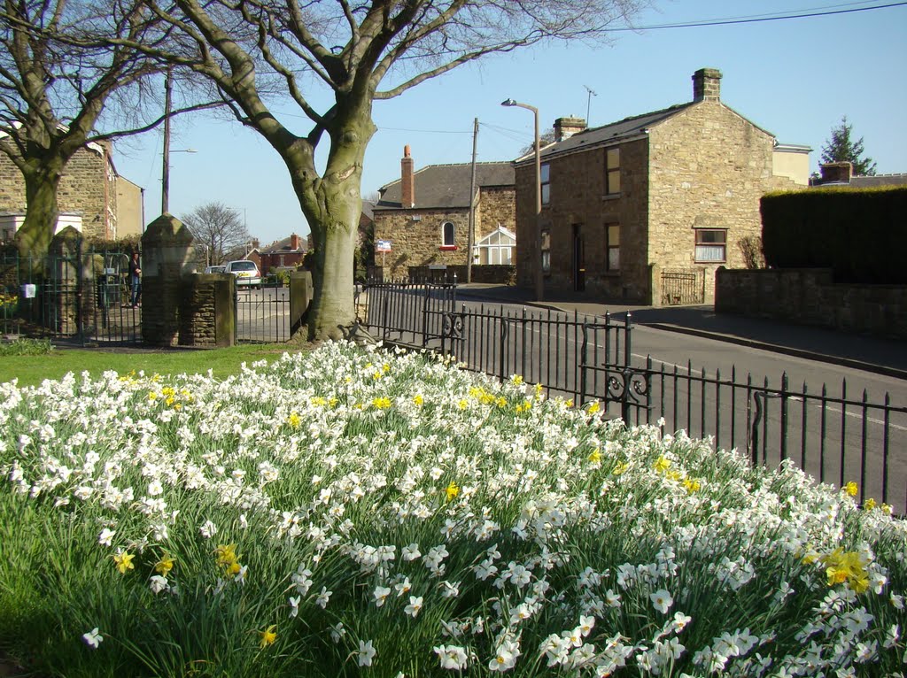 Looking due south east over daffodils in Woodhouse Cemetery towards Stradbroke Road, Woodhouse, Sheffield S13 by sixxsix