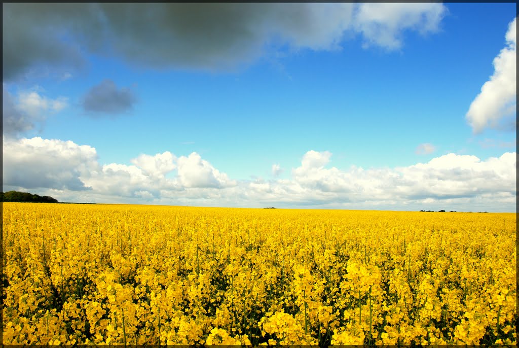 Champ de Beauce en Mai by Marc Houliez