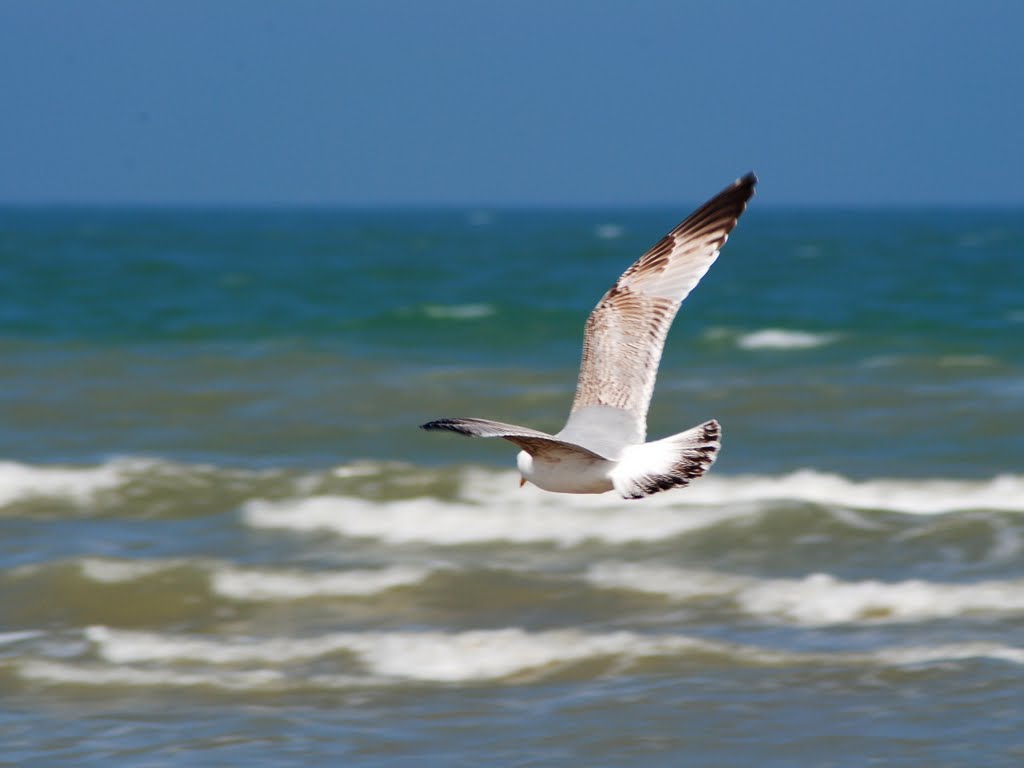 Survol de la plage de Ouistreham by Marc Houliez