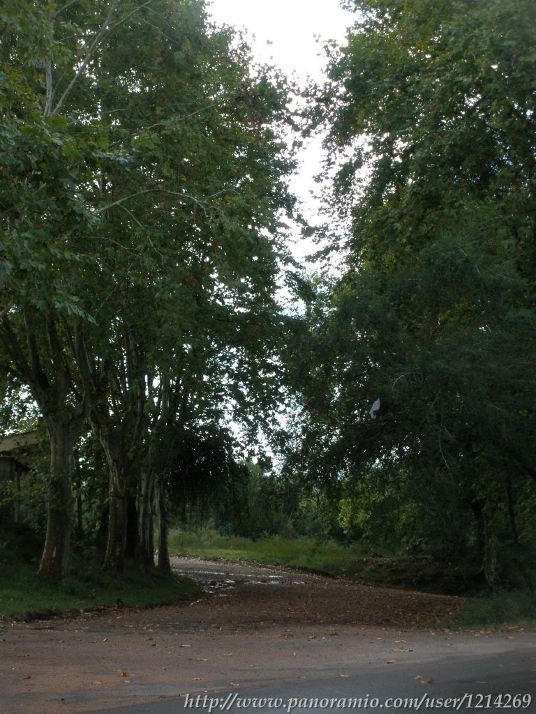 Verde luego de la lluvia by diesgomo