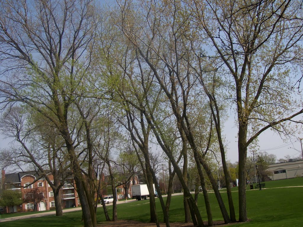 View of townhouses on Irving Park Rd. from park by germitian