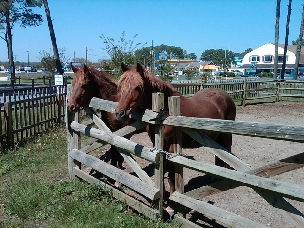 Ponies for Sale by losman