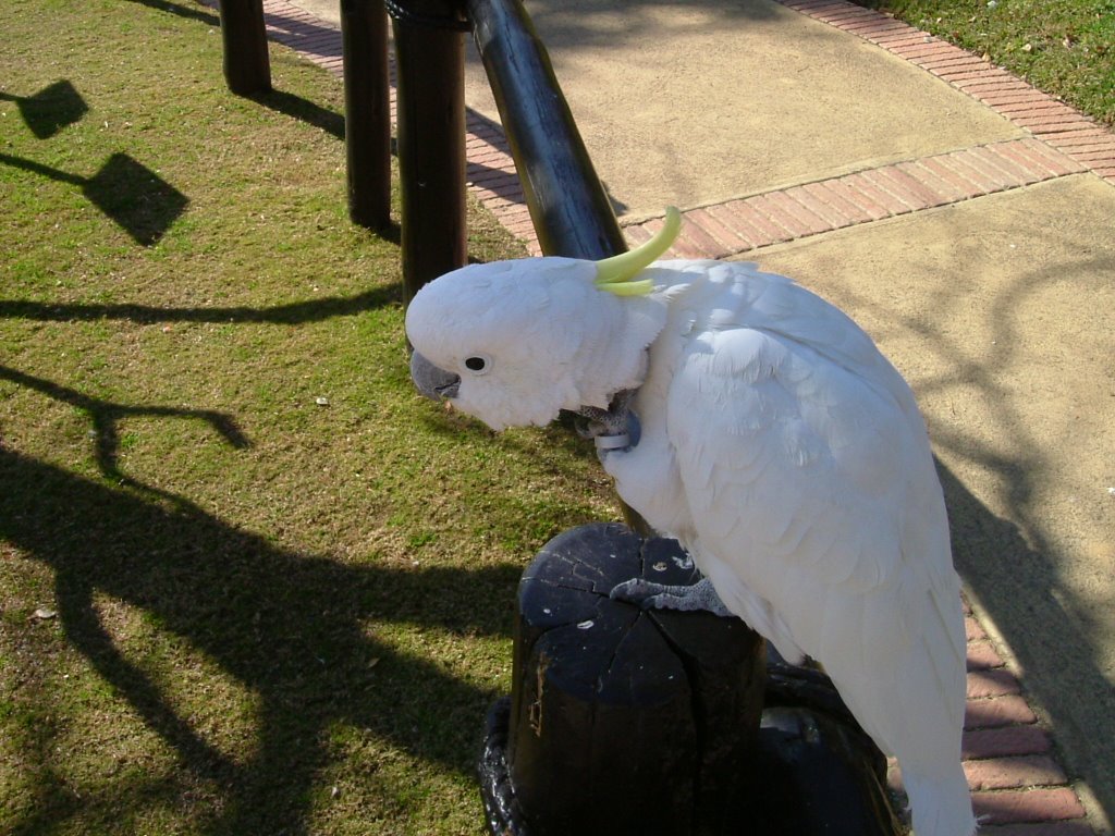 Monti Casino Bird Santuary Free roaming Birds by vanenkie