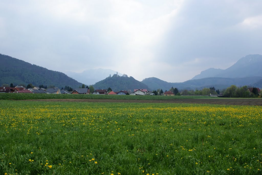 Micheldorf Georgenberg, Dandelions galore by hvbemmel