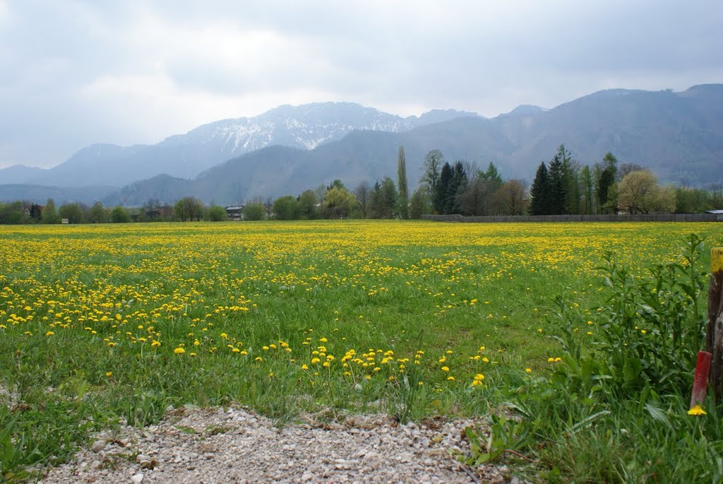 Micheldorf, Dandelions galore by hvbemmel