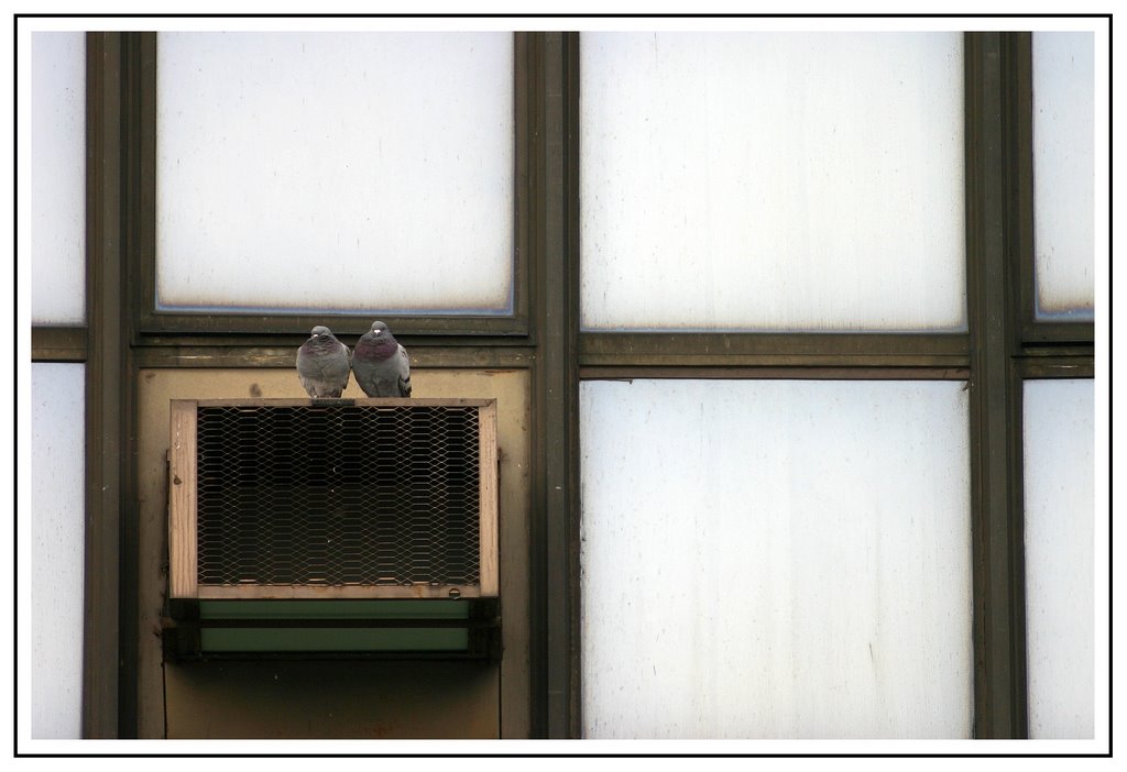 Pigeons amoureux - Maison de la Culture by artm42