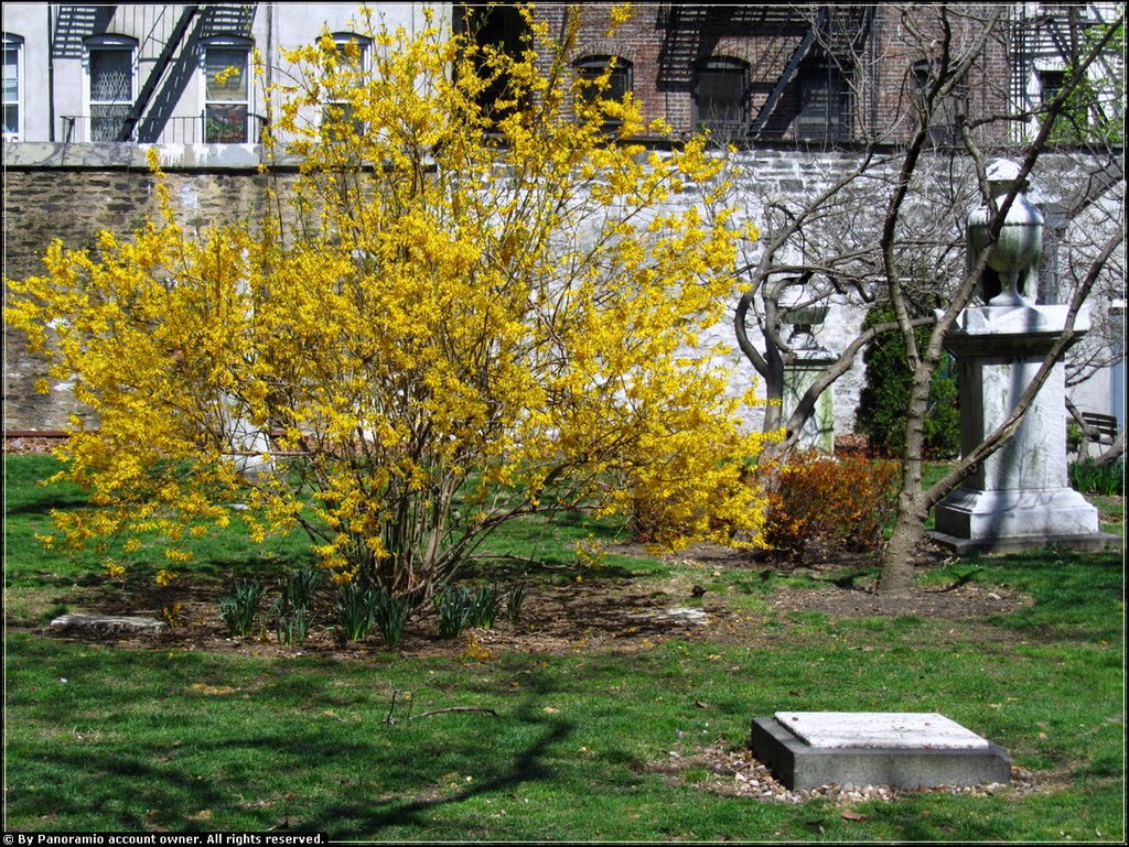 Flowering Forsythia in New York City Marble Cemetery - East 2nd Street, NYC - April 2010 by LuciaM