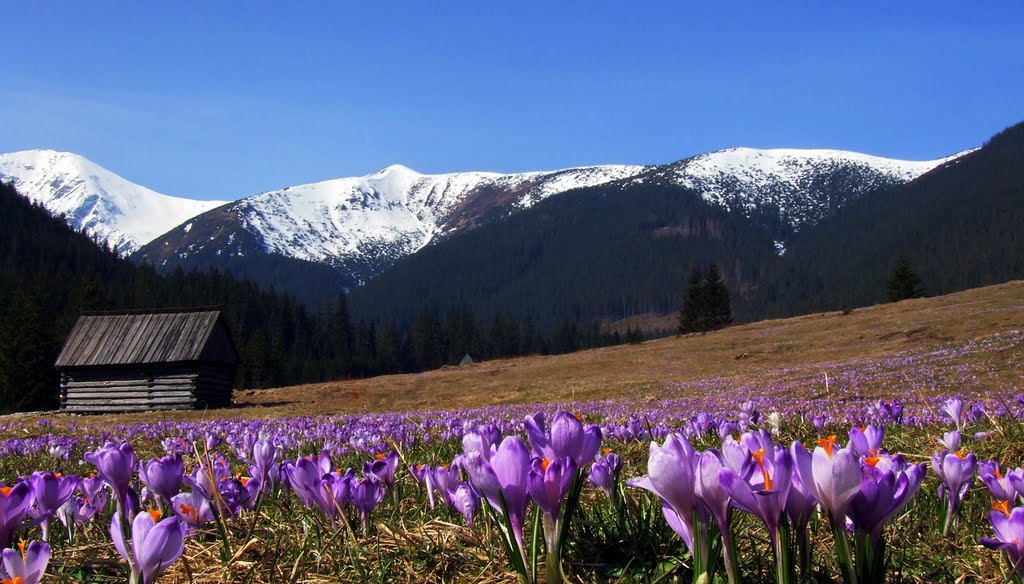 The Chochołowska Valley- Tatra Mountains (PL) by cezary.wagner