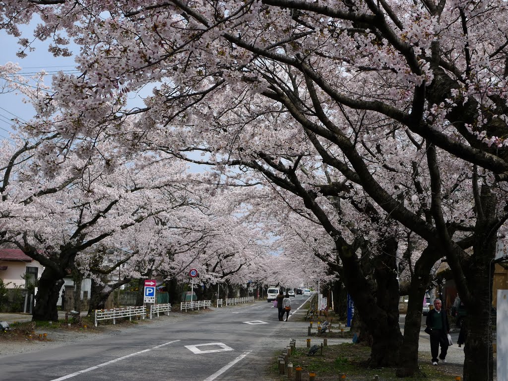 桜のトンネル by V1002J