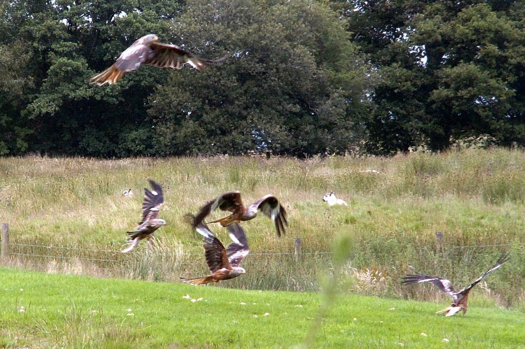 Red kites taking beef at Gigrin farm by Adrian Allain