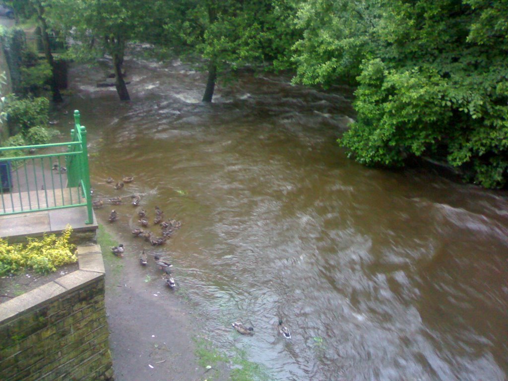 River Holme overflowing the footpath by Milesey