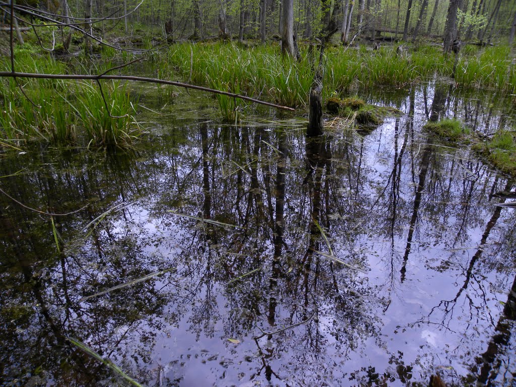 Poetic swamp by Olga SMile