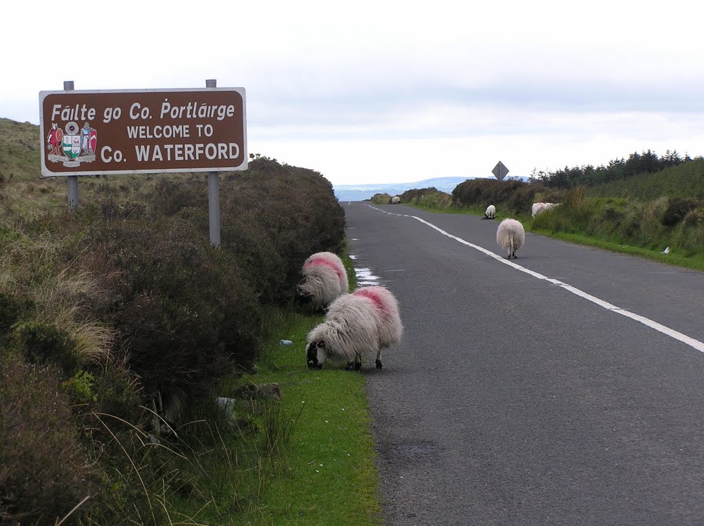 Border of Tipperary and Waterford in the Knockmealdown Mountains by Willem Nabuurs