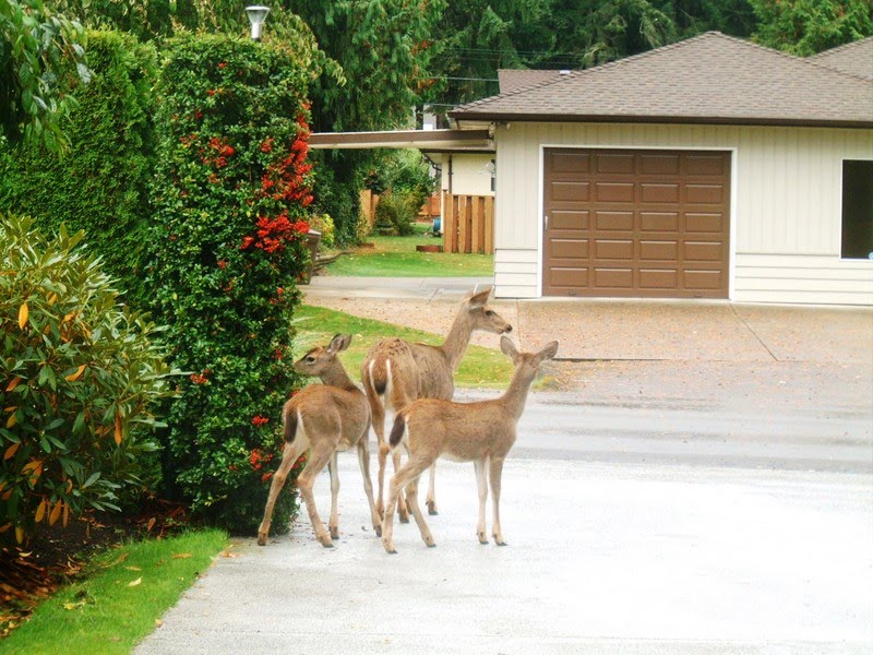 Famille de visiteurs de la forêt !! Forest visitors !! In our driveway !!Qualicum Woods !! by Sylvia & Roger