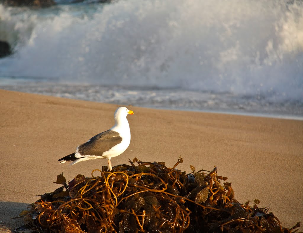 Westward Beach, CA by laollis