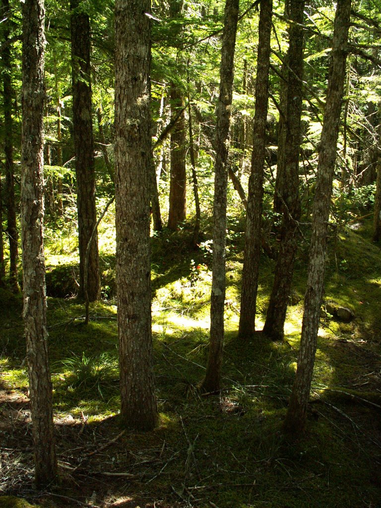 Trail of Two Forests by Dana Jensen