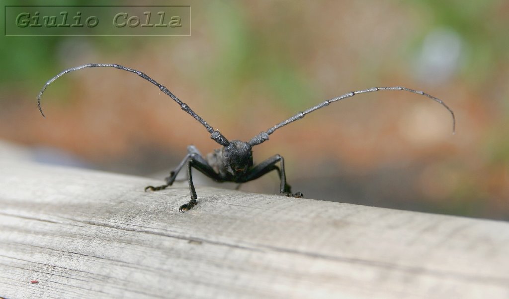 Cerambycidae  - Morimus funereus by Giulio Colla