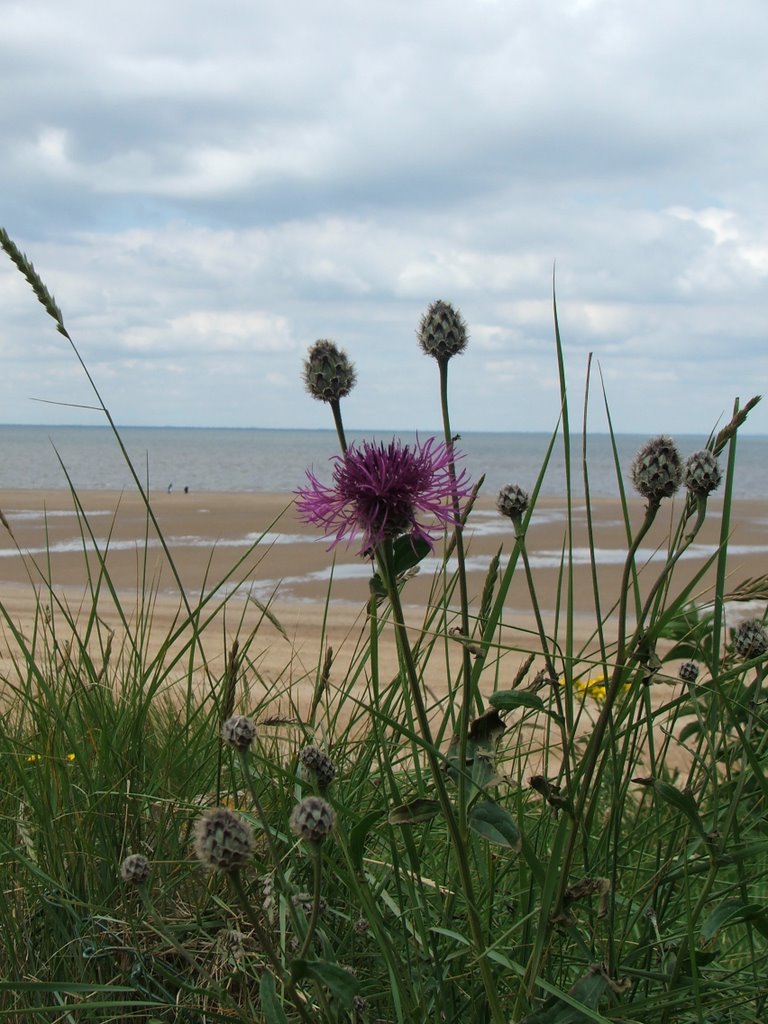 The Wash (with Greater Knapweed) from the cliff top, Old Hunstanton by John Goodall