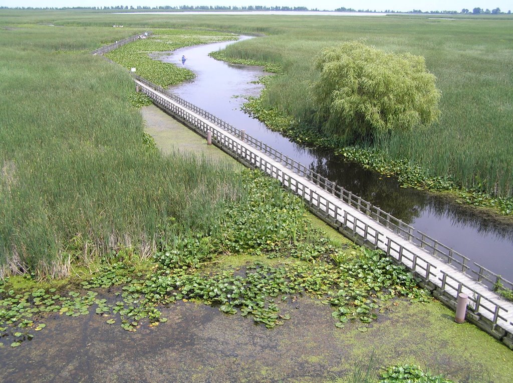 Pt. Pelee marsh in Summer, seen from tower by Boris Gjenero