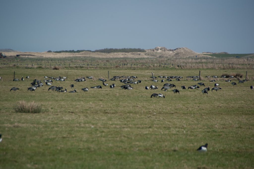 Ganzen op Ameland by Wolly2201