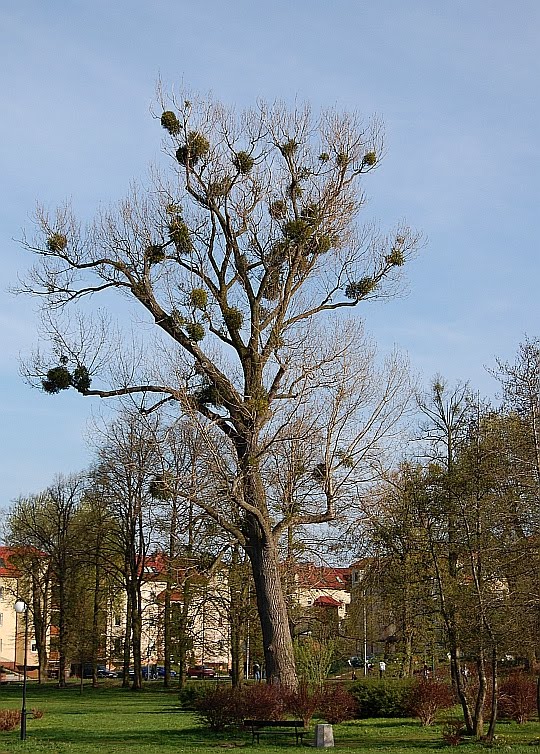 Pruszcz Gdański - nowy park by AnnaJolanta 3