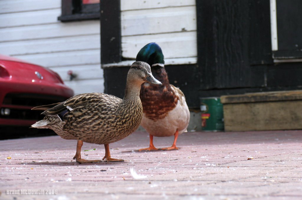 Ducks by Brant