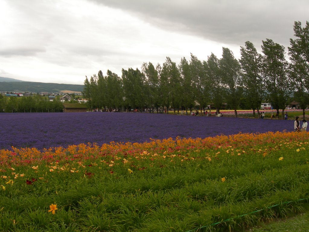 Lavender farm by Hiroyuki Araki