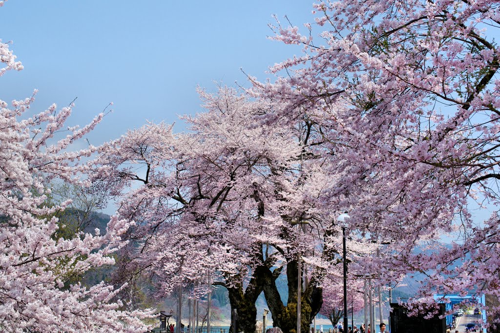 荘川桜 by yamagen1701