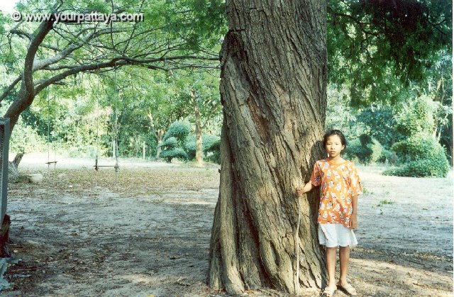 Tall Tree Tiny Thai by yourpattaya.com