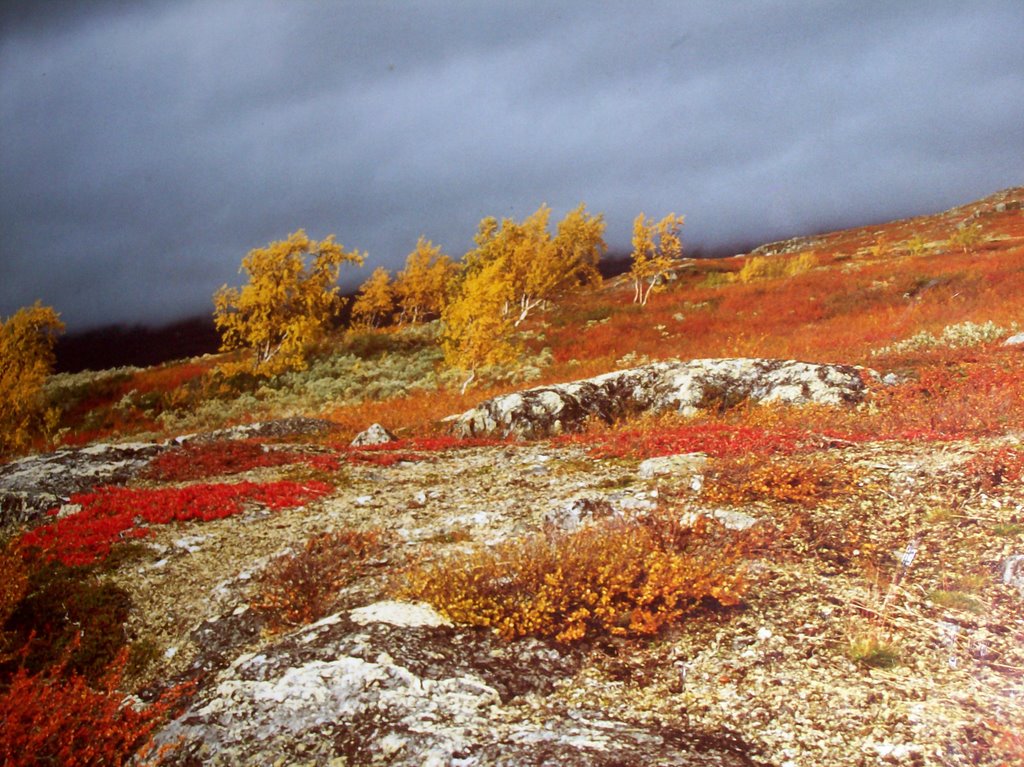 Arjeplog tundra -fall- by Paul Berzinn