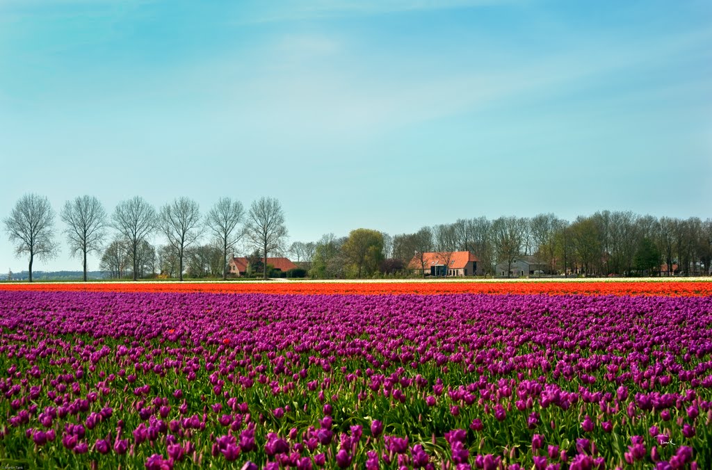 Tulpen Noordoostpolder by Martin Tank