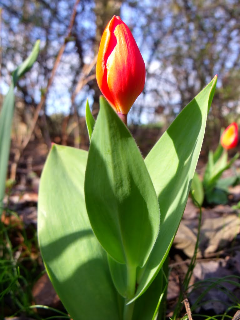 Tulip by Alexandru Ioan