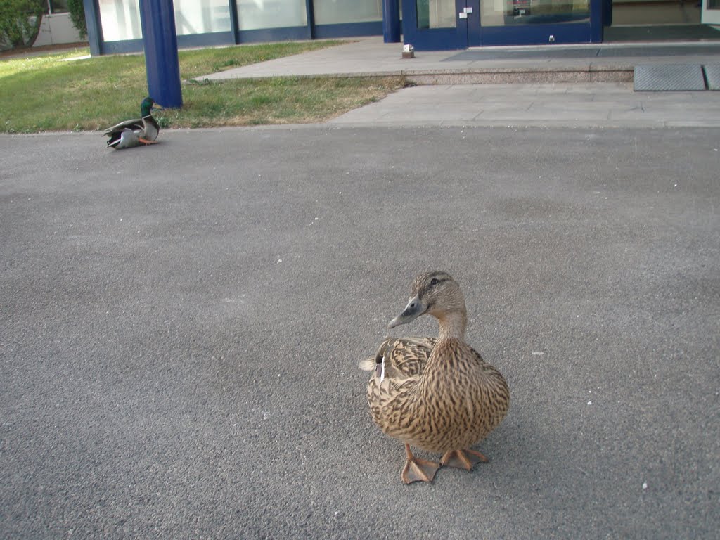 Enten fühlen sich wohl im Concorde Businesspark 3 by niederoesterreich