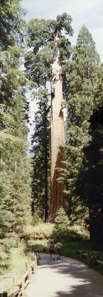 Giant Sequoia 3 by Hans Hartings