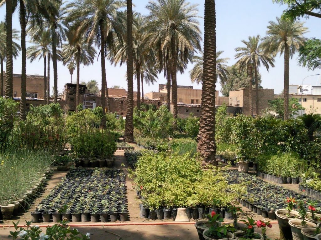 مشتل في الاعظميه Nursery in Adhamiya by A H Alnakeb