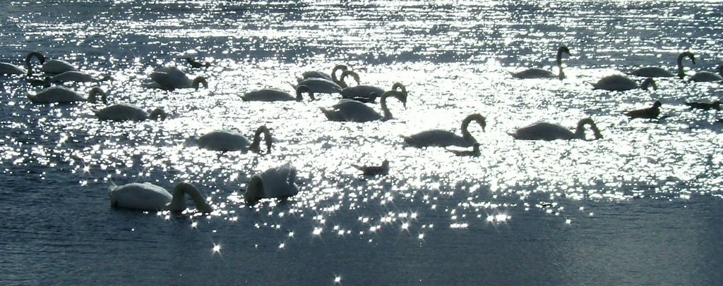 Swans in Galway Harbour by lubberhuizen