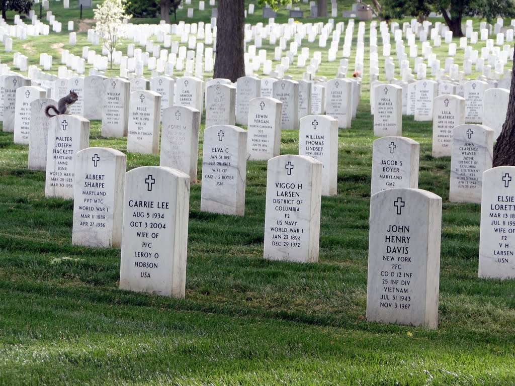 Arlington Cemetery - Ardilla solitaria by CGBORDON