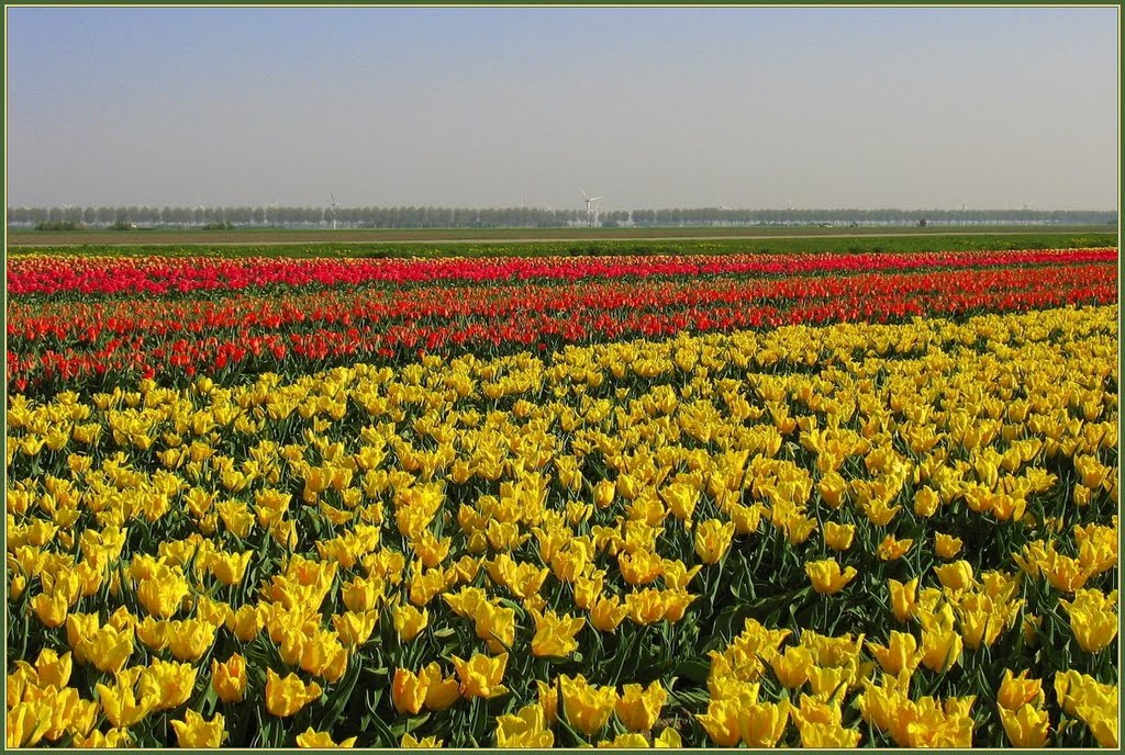 Een geel-rood tulpenveld by Chris10 ©