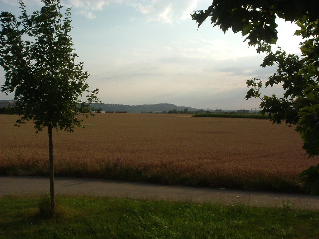 Corn Field by AV Maher