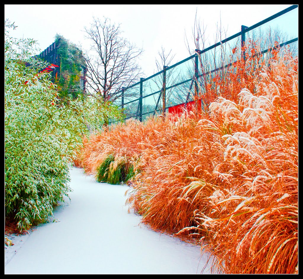 Le jardin sous la neige by jérôme bastianelli