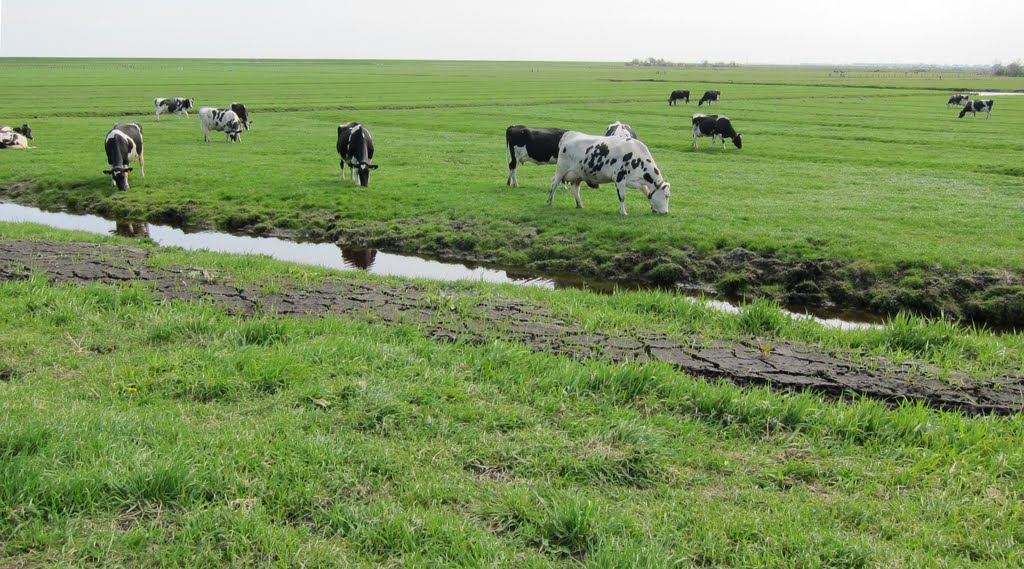 Cows on the Polder by ArtnScience