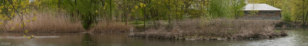 Fenway Reeds in the Spring by Fran Gardino