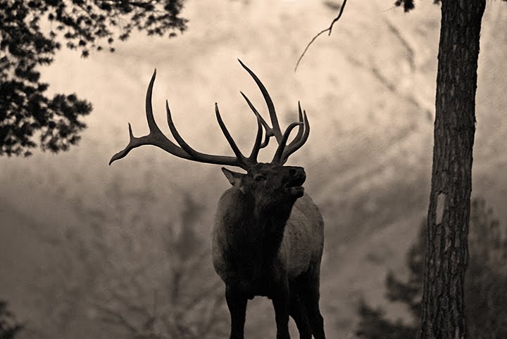 Sunset Serenade - a tribute to Old Number 6 ( The Terror of Mammoth Hot Springs ) by Scorched Earth Photography