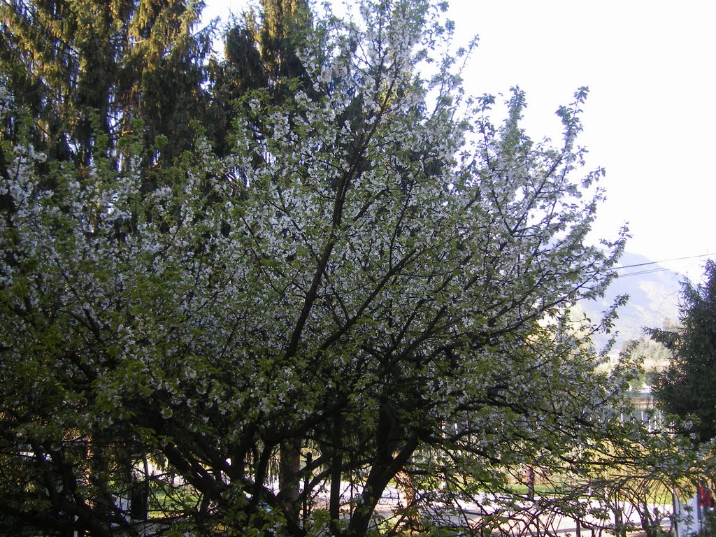 Alberi in fiore by maria concetta maugeri