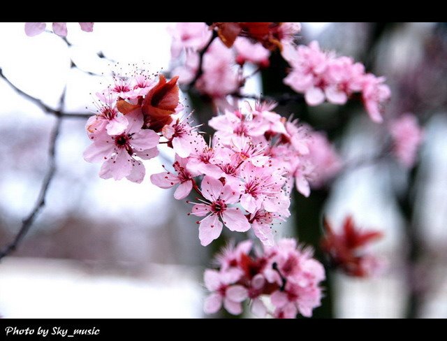 botanic garden (yzy) by sky_music