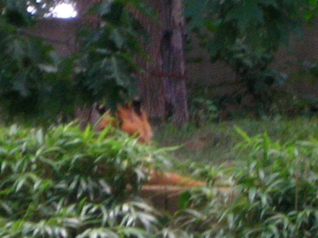 tiger at national zoo by Piplup774