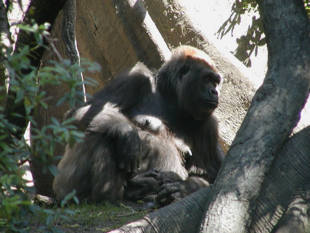 Gorilla and 6 day old Baby by Scott Hanko