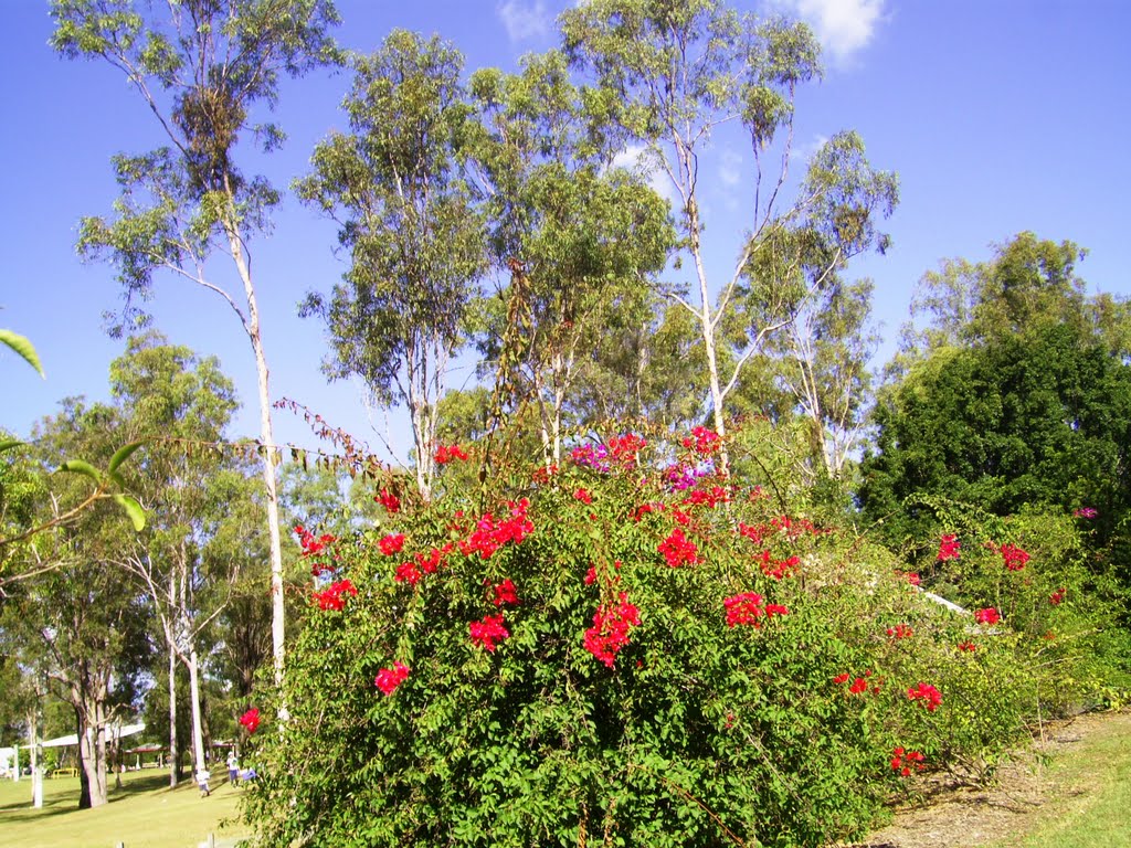 Shrubs by Zita Smith