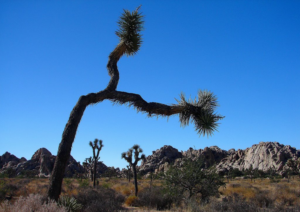 Joshua-Tree's...C by americatramp