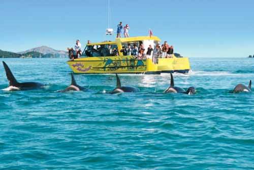 Whale Watching off Tapeka Beach by Clive Raines - tapek…